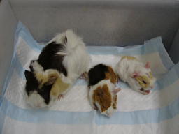 �������b�g�̐H�a