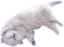�ڂ��炤�낱�́g����Ă͂����Ȃ��h